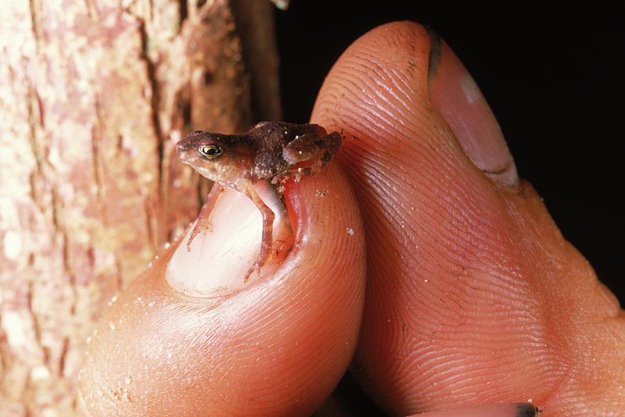 Tiny Tree Frog, Indonesia Photo