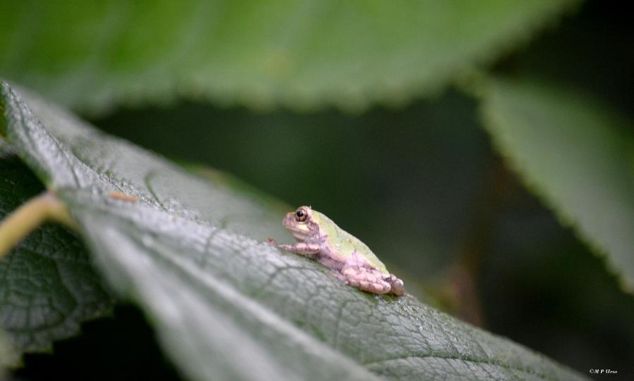 Tiny Tree Frog Photograph by Maria Urso