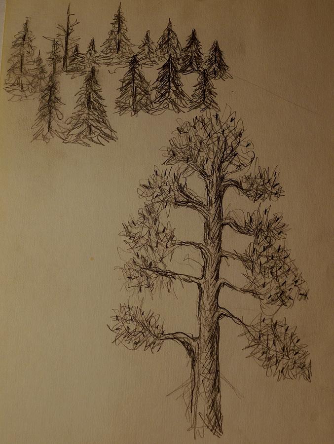 Tiny Trees Drawing by Erika Jean Chamberlin