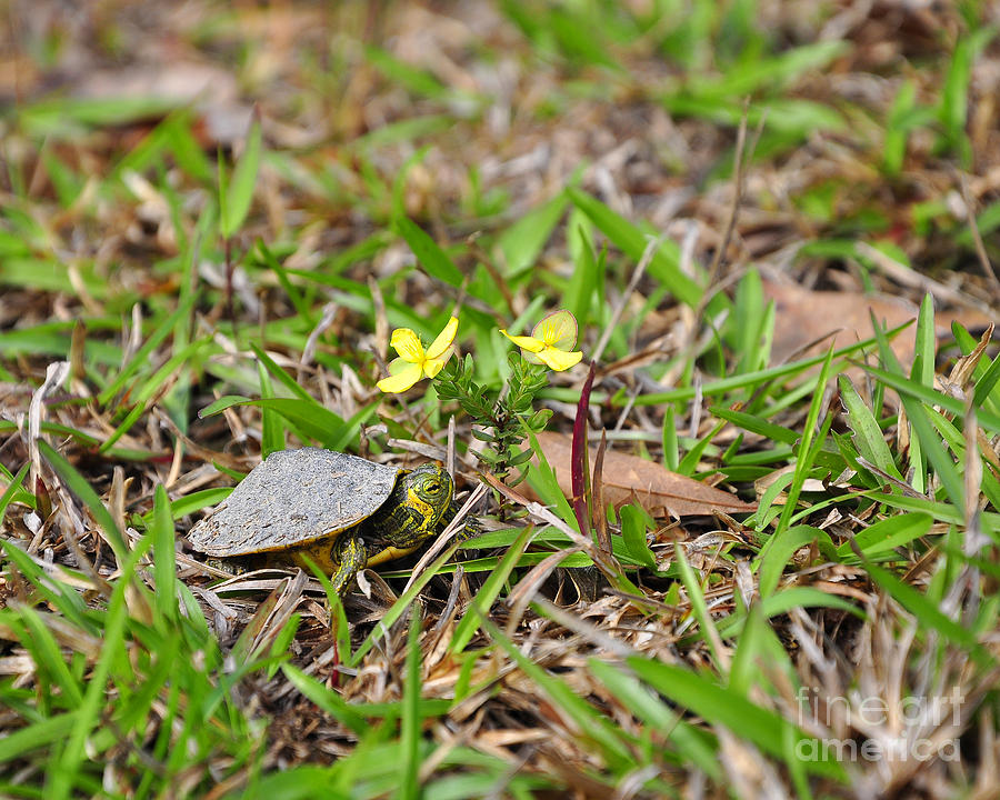 Tiny Turtle Photograph by Al Powell Photography USA