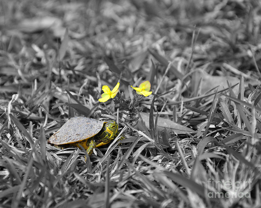 Tiny Turtle Selective Color Photograph by Al Powell Photography USA