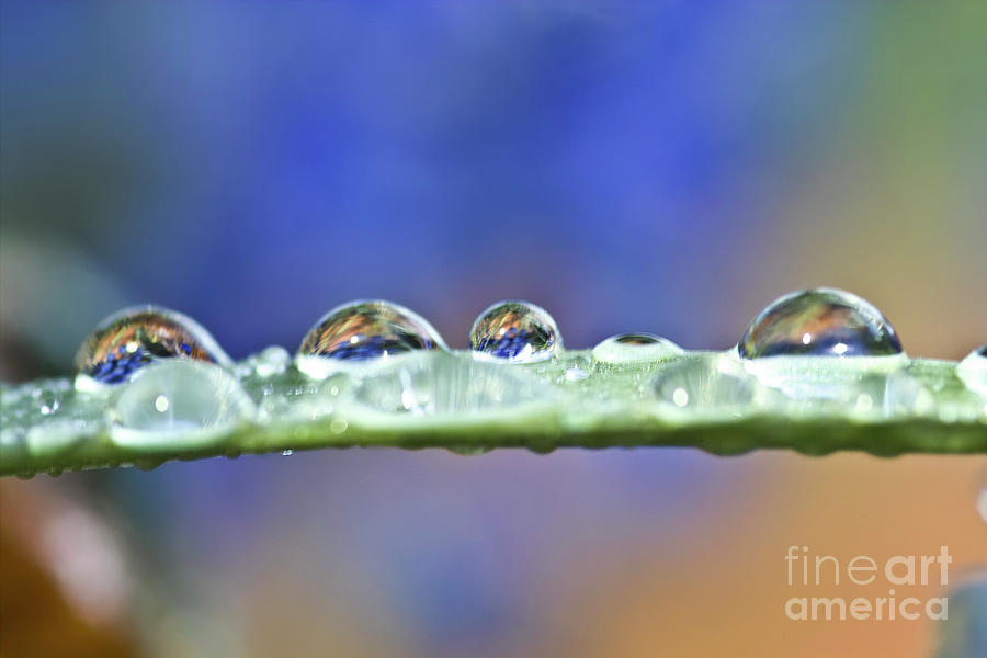 Tiny waterdrops and a leaf Photograph by Heiko Koehrer-Wagner