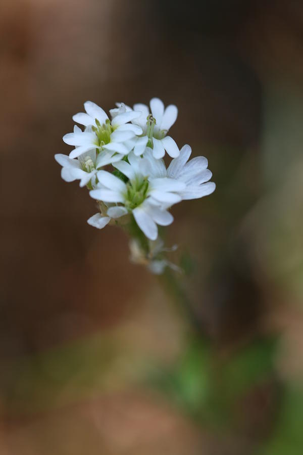Flower Photograph - Tiny White Flowers by Brady D Hebert