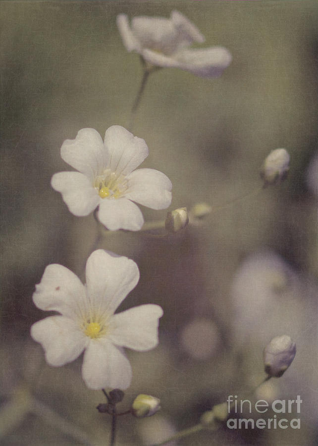 Tiny White Flowers Photograph by Pam  Holdsworth