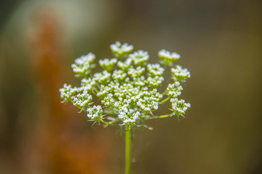 Nature Photograph - Tiny white Flowers by Sotiris Filippou