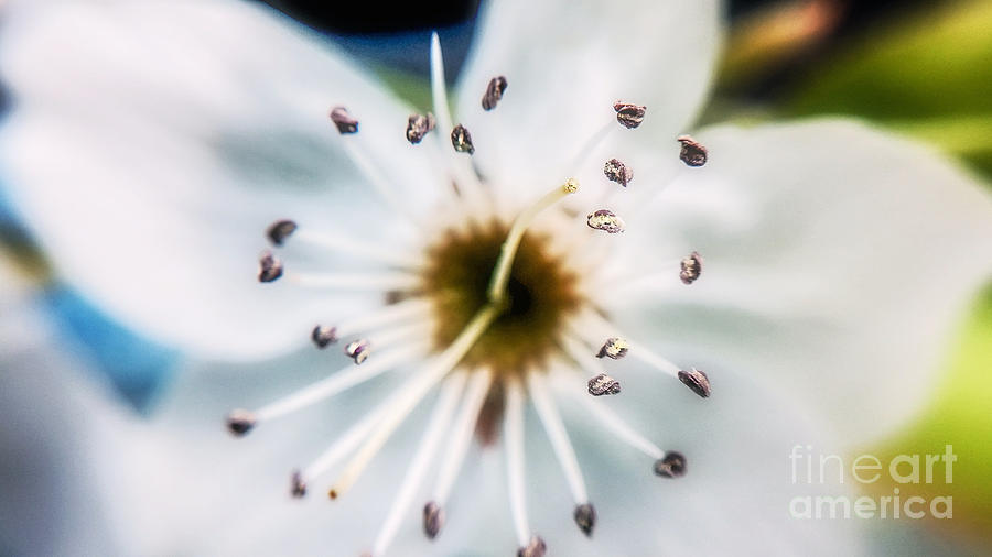 Tiny White Wildflower Photograph by Peggy Franz