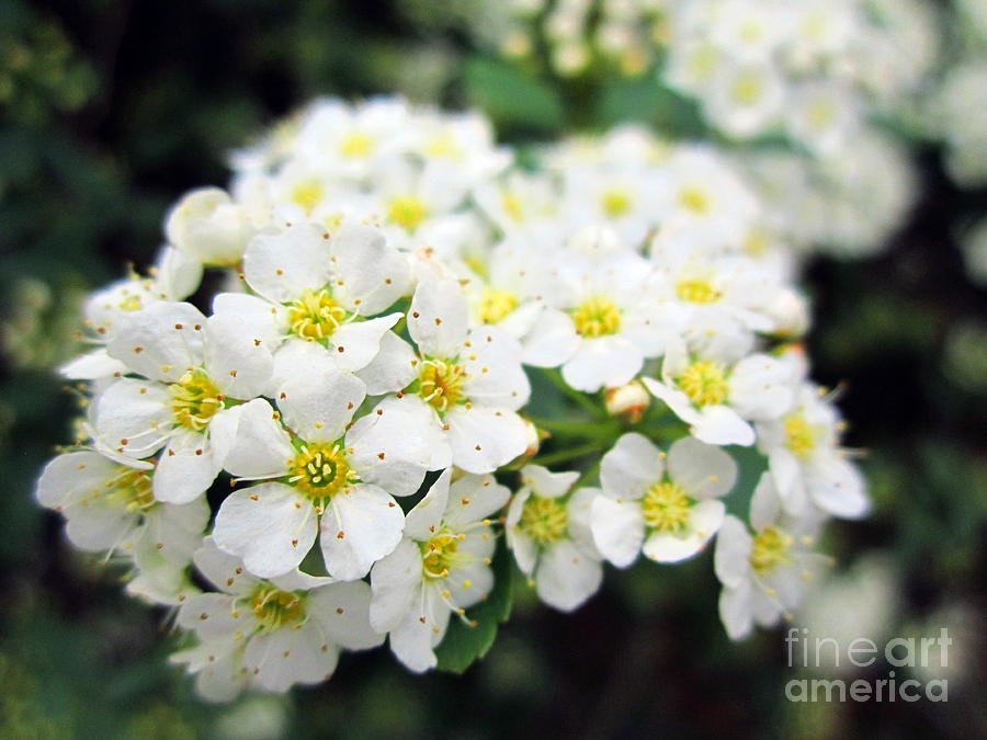 Tiny White Yellow Flowers Photograph by Cynthia  Clark