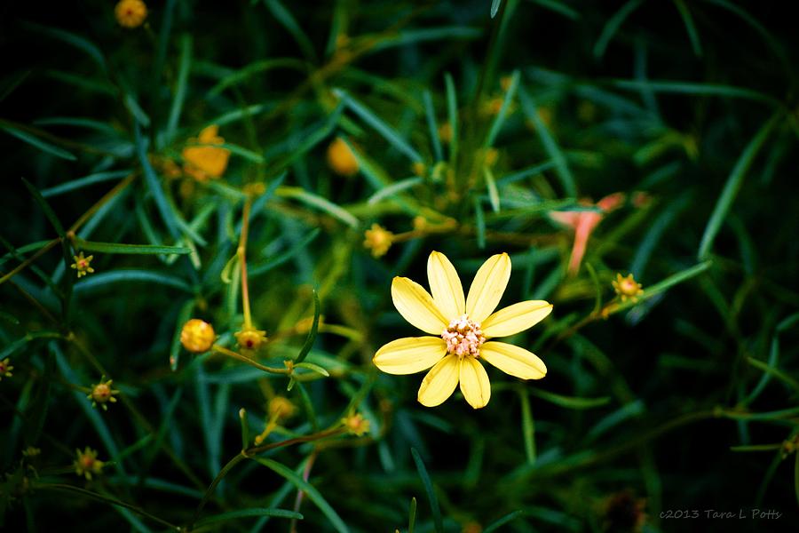 Tiny Wildflower Photograph by Tara Potts