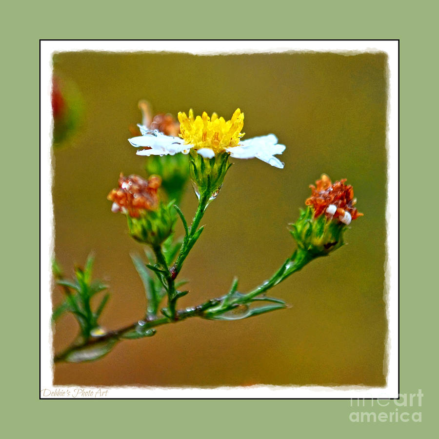 Tiny Wildflowers 1 - Green frame Photograph by Debbie Portwood