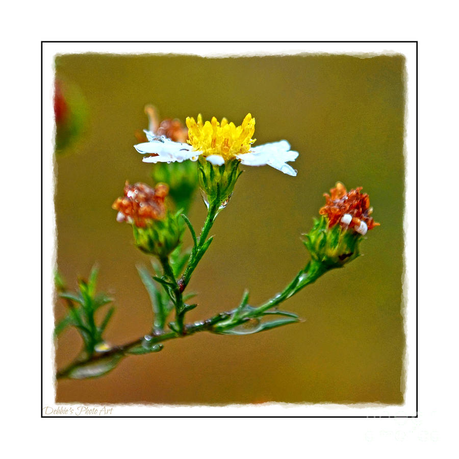 Tiny Wildflowers 1 - White frame Photograph by Debbie Portwood