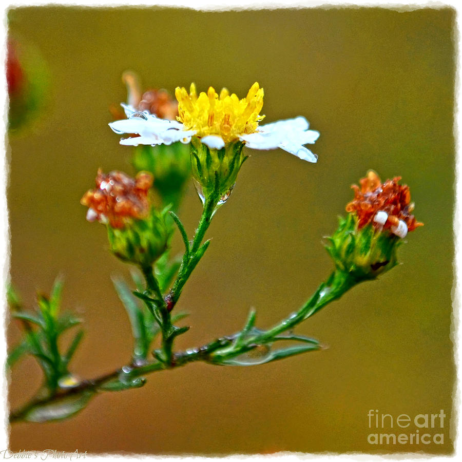Tiny Wildflowers 1 Photograph by Debbie Portwood