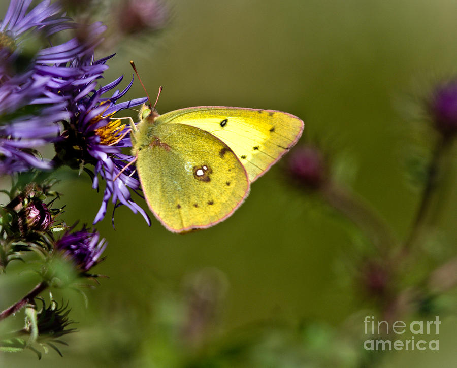 Little Yellow Butterfly Photograph by Cheryl Baxter