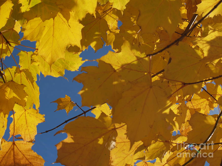 Tiny Yellow Maple Leaf in the Blue Photograph by Anna Lisa Yoder