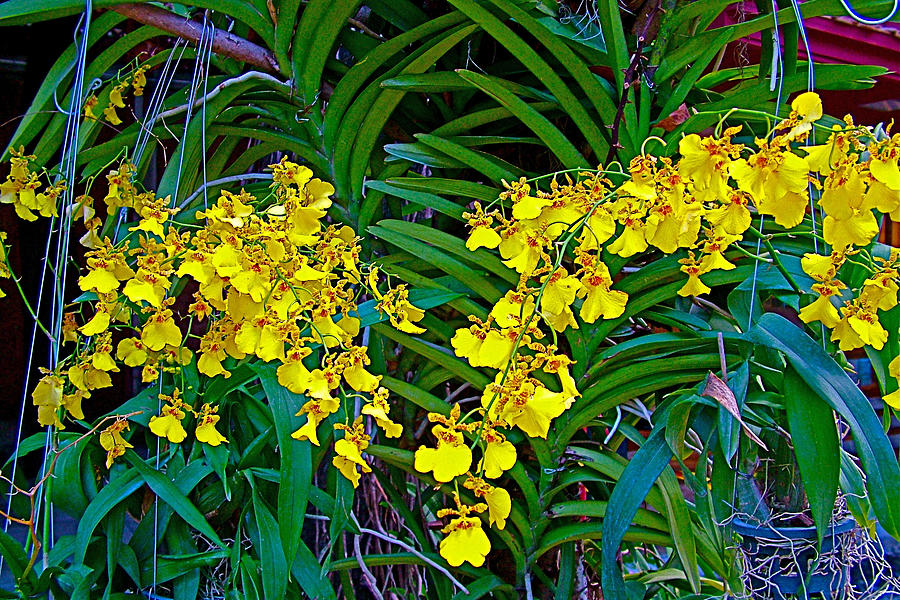 Tiny Yellow Orchids in Jim Thompson House and Museum in Bangkok-Thailand Photograph by Ruth Hager