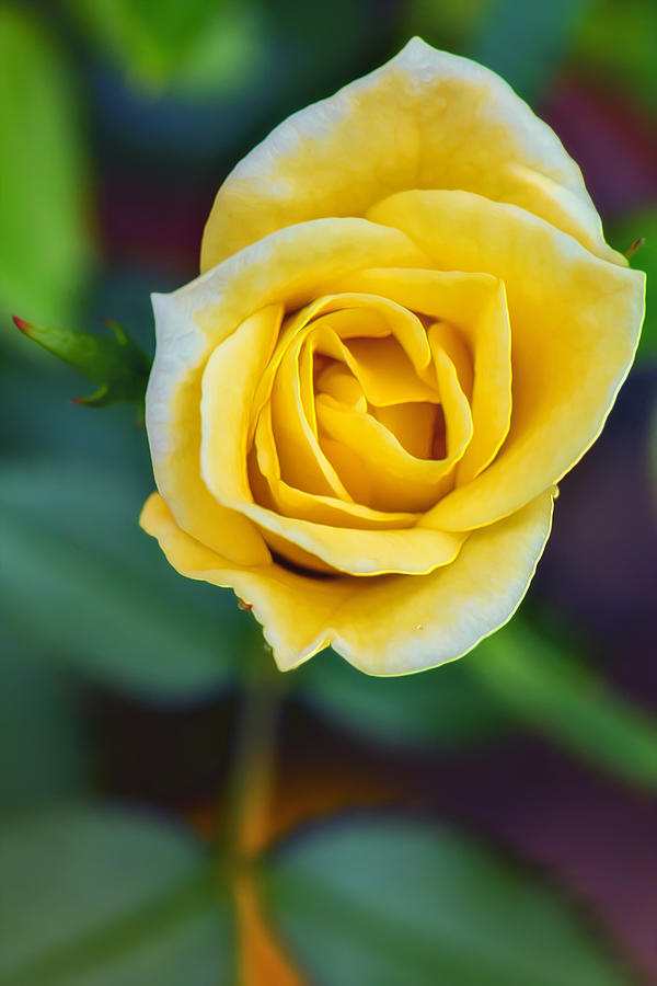 Tiny Yellow Teacup Rose Photograph by Bill and Linda Tiepelman