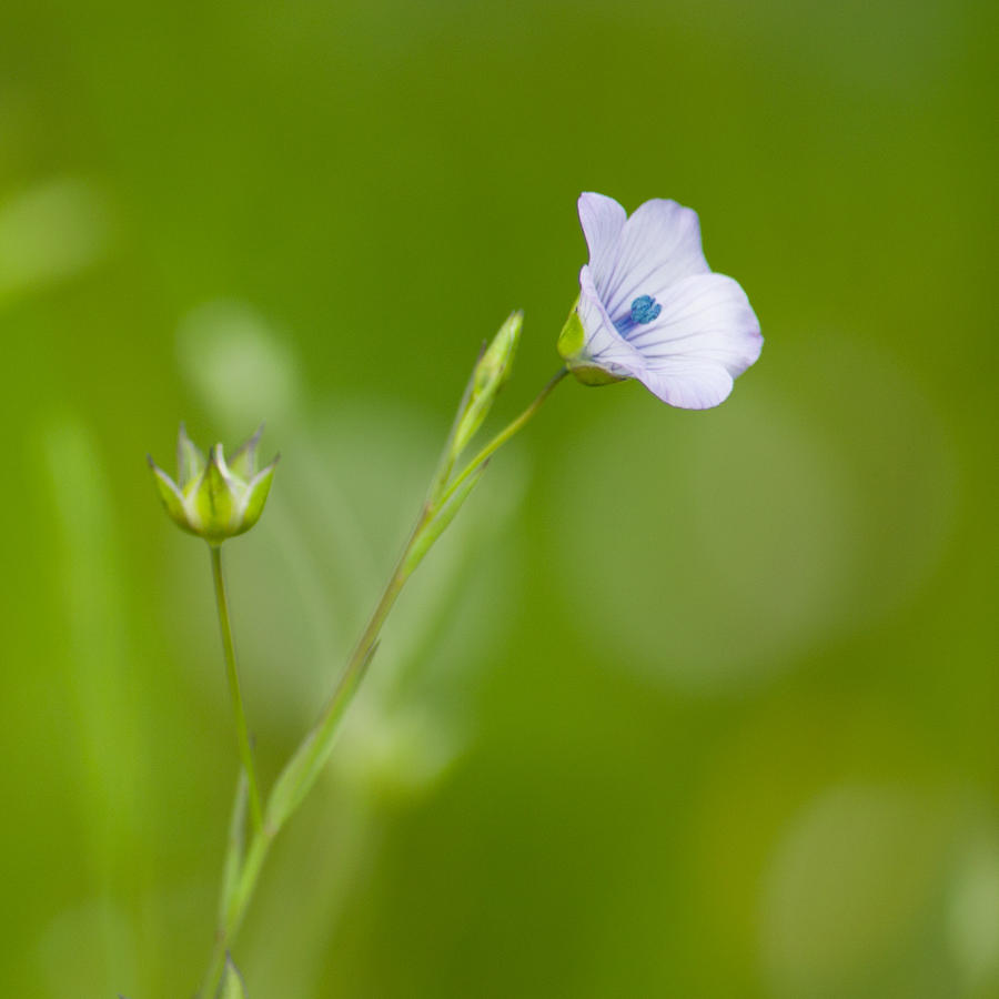 Spring Photograph - TinyBlue by Rani Meenagh
