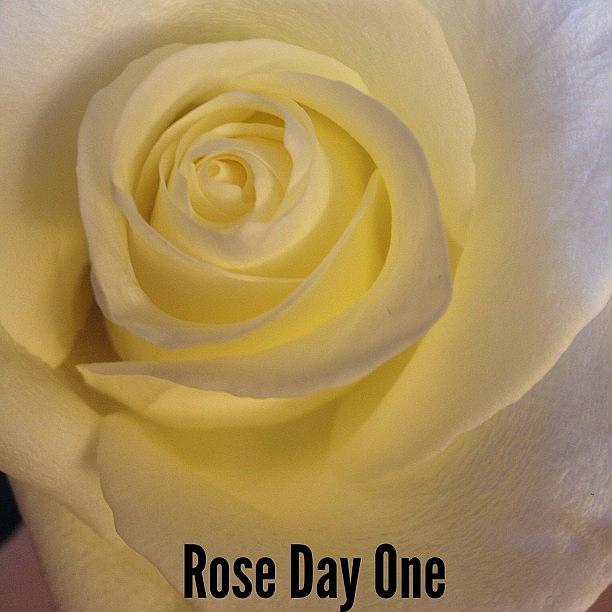 Rose Photograph - #tinyshutter #rose #dayone  #lenswipe by Roger Pereira
