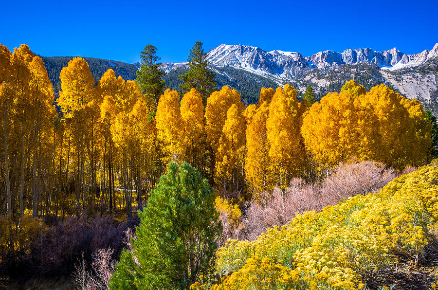 Tioga Pass Photograph by Scott McGuire Tioga Pass Photograph by Scott McGuire