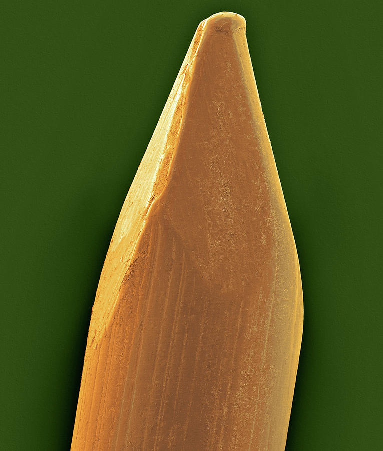 Tip Of A Finish Nail Photograph by Dennis Kunkel Microscopy/science ...