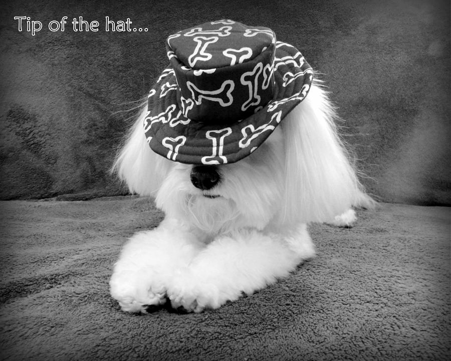Dog Photograph - Tip of the Hat by Mary Beth Landis