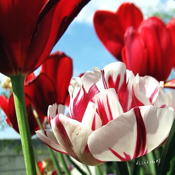 🌷❤tip Toe Thru The Tulip Photograph by Dccitygirl WDC