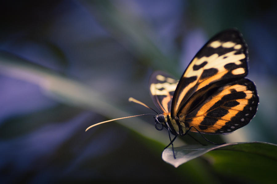 Tip Toe Tiger by Jen Baptist Tip Toe Tiger by Jen Baptist