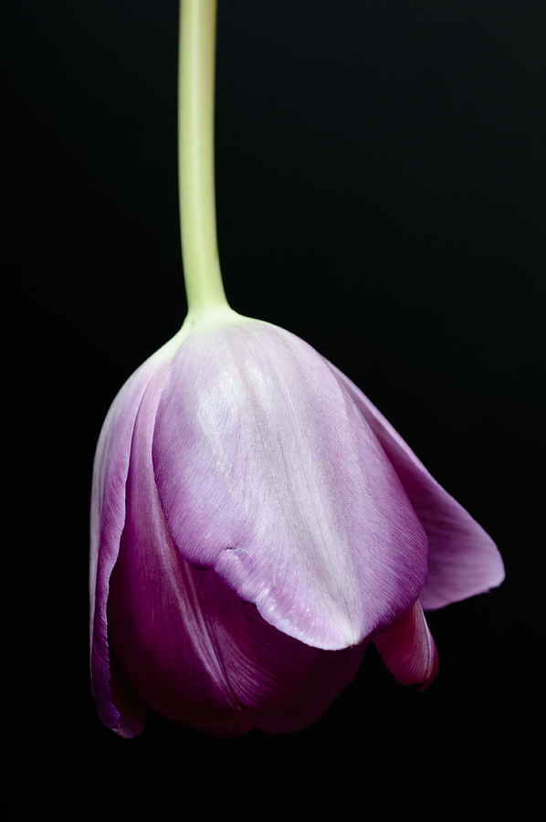 Tipped Tulip Photograph by Christi Kraft
