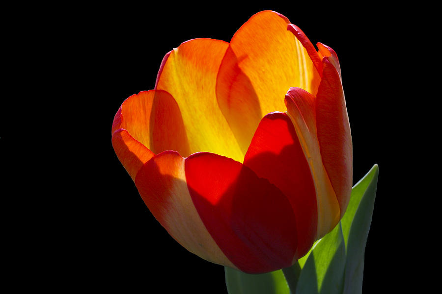 Tulip Photograph - Tippy by Doug Norkum