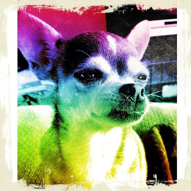 Chihuahua Photograph - Tippy On A Sunday Morn by Lisa Boylan