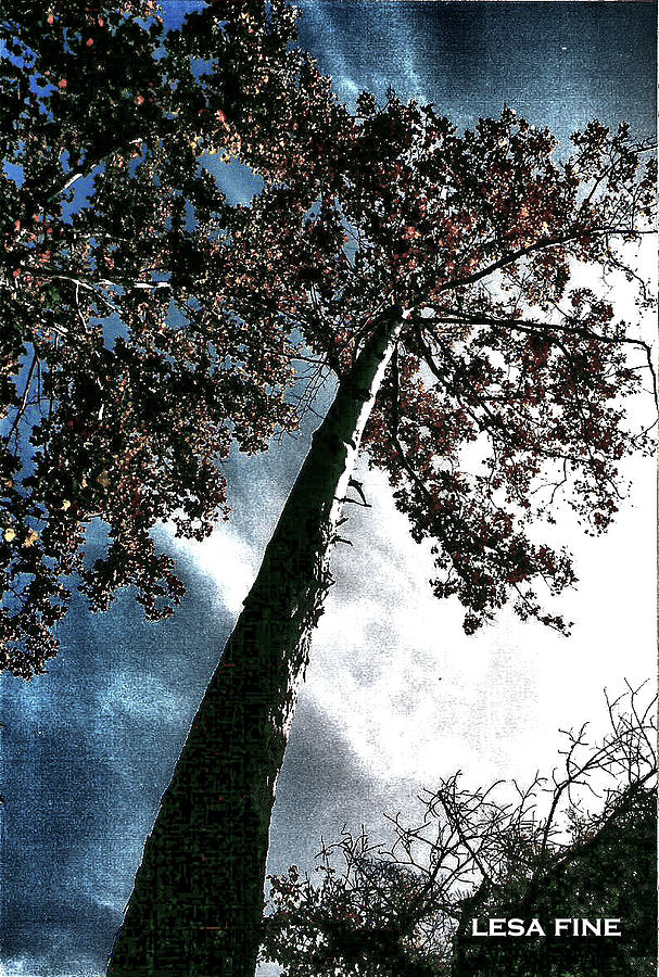 Nature Photograph - Tippy Top Tree II art by Lesa Fine