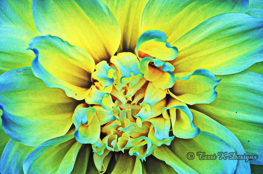 Nature Photograph - Tips of Blue by Terri K Designs