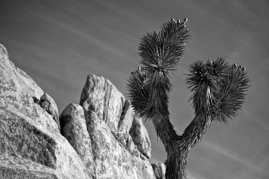 National Parks Photograph - Tips by Peter Tellone