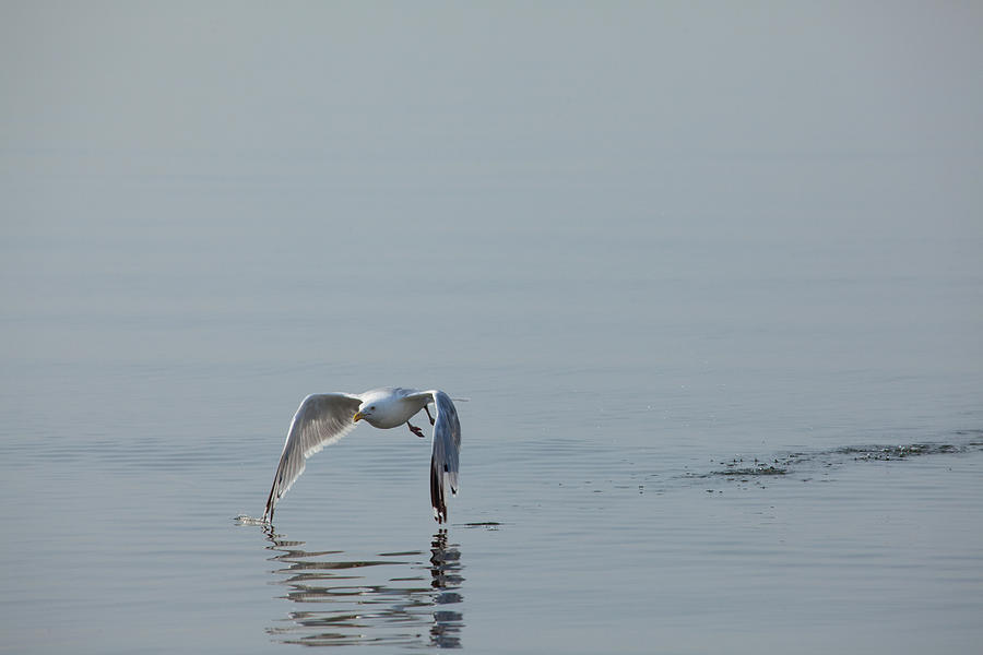Seagull Photograph - Tips Touching by Karol Livote