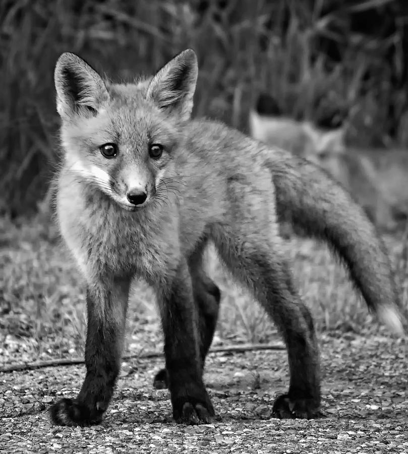 Wildlife Photograph - Tipsy monochrome by Steve Harrington