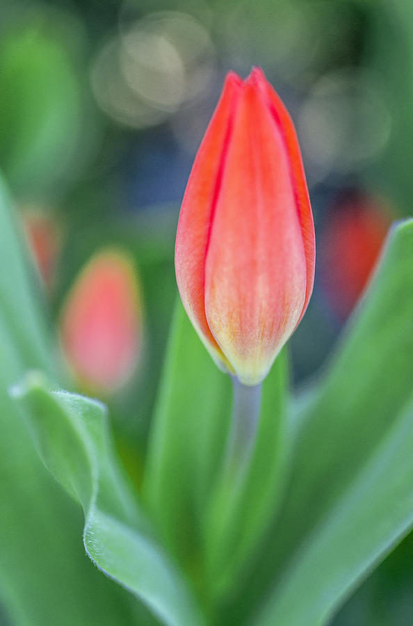 Tipsy tulip Photograph by Arkady Kunysz