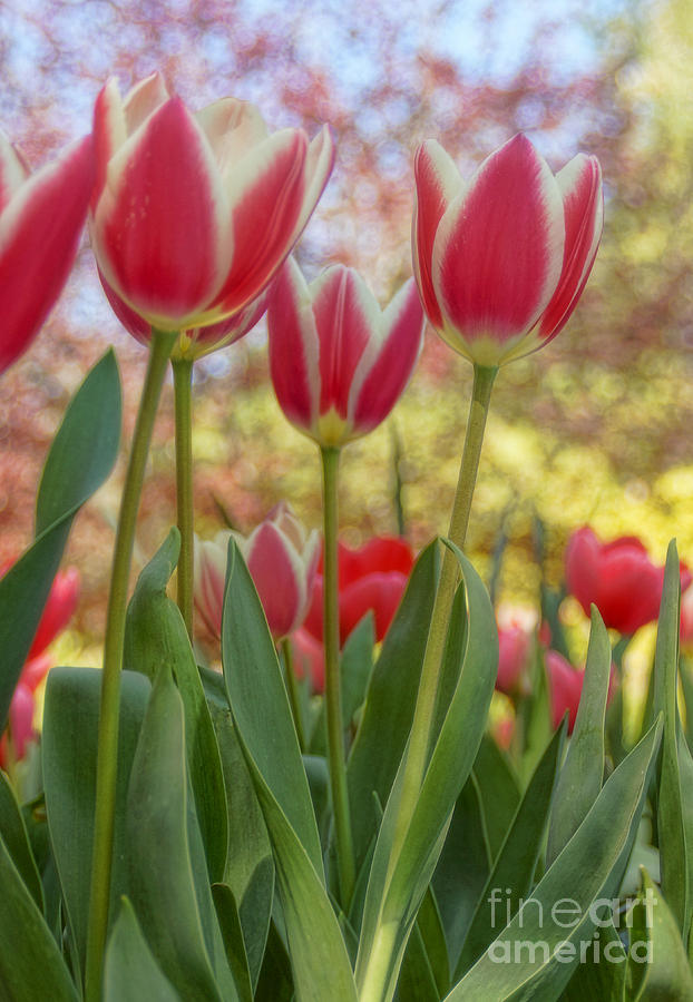 Tulip Photograph - Tiptoe Through The Tulips... by Peggy Hughes