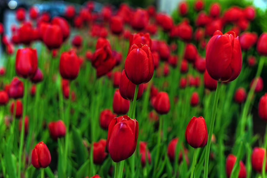 Tiptoe Through The Tulips Photograph by Sennie Pierson