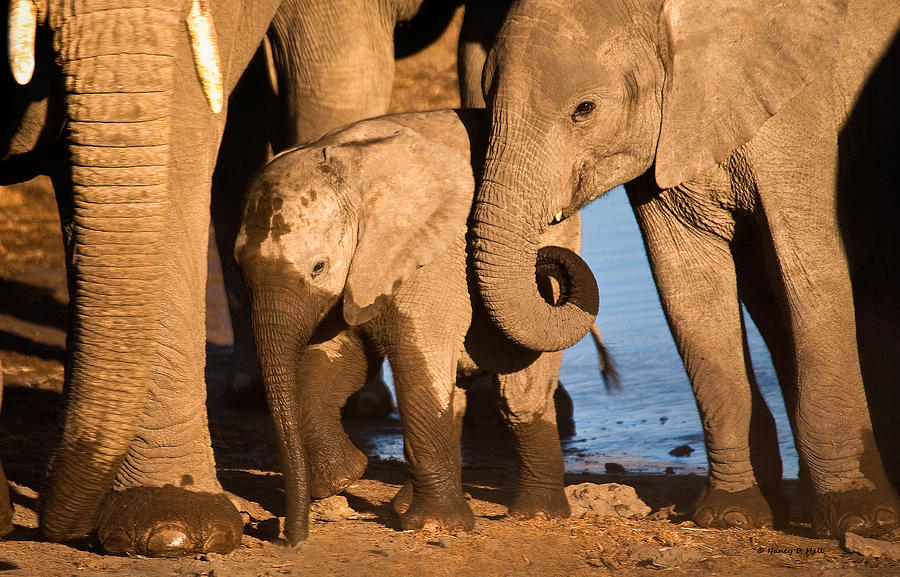 Elephant Photograph - Tired Babies by Nancy D Hall