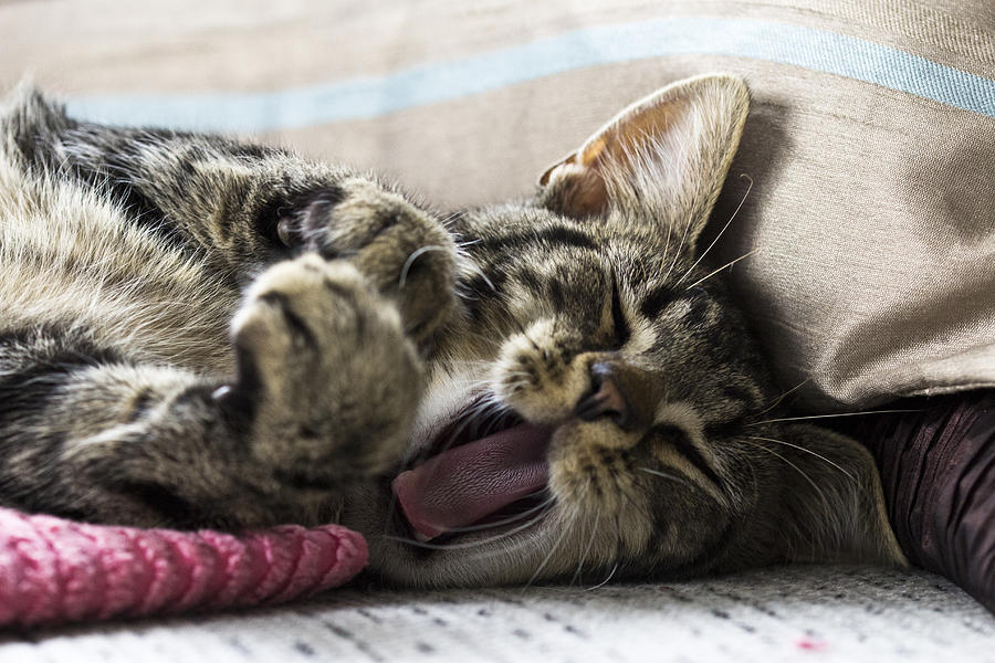 Tired Cat Photograph by Chris Whittle | Fine Art America