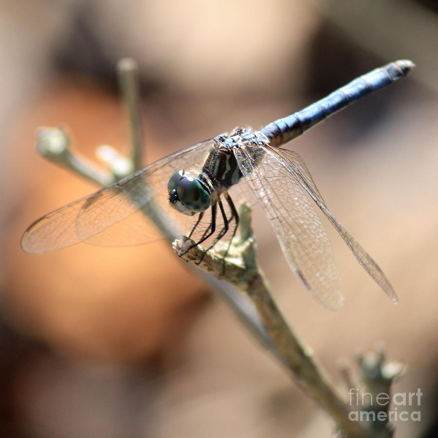Nature Photograph - Tired Dragonfly Square by Carol Groenen