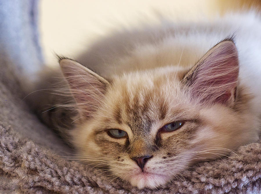 Tired Kitten Photograph by David Kay