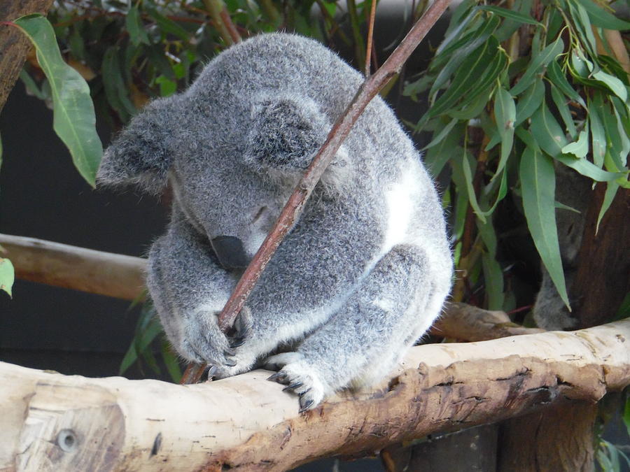 Tired Koala Bear With Stick Photograph by Mary J Tait