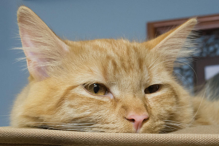 Tired Orange Tabby Photograph by Guy Whiteley