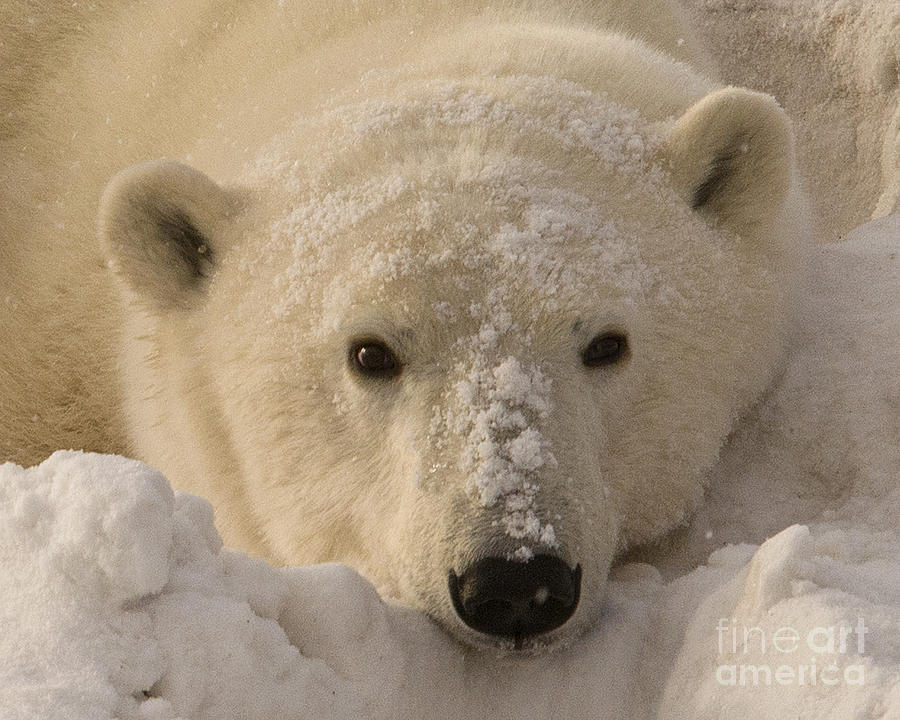 Tired Polar Bear Photograph by John Remy