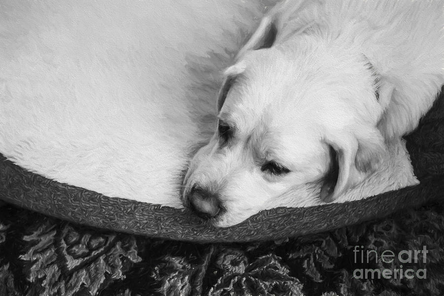 Dog Photograph - Tired Pup by Diane Diederich