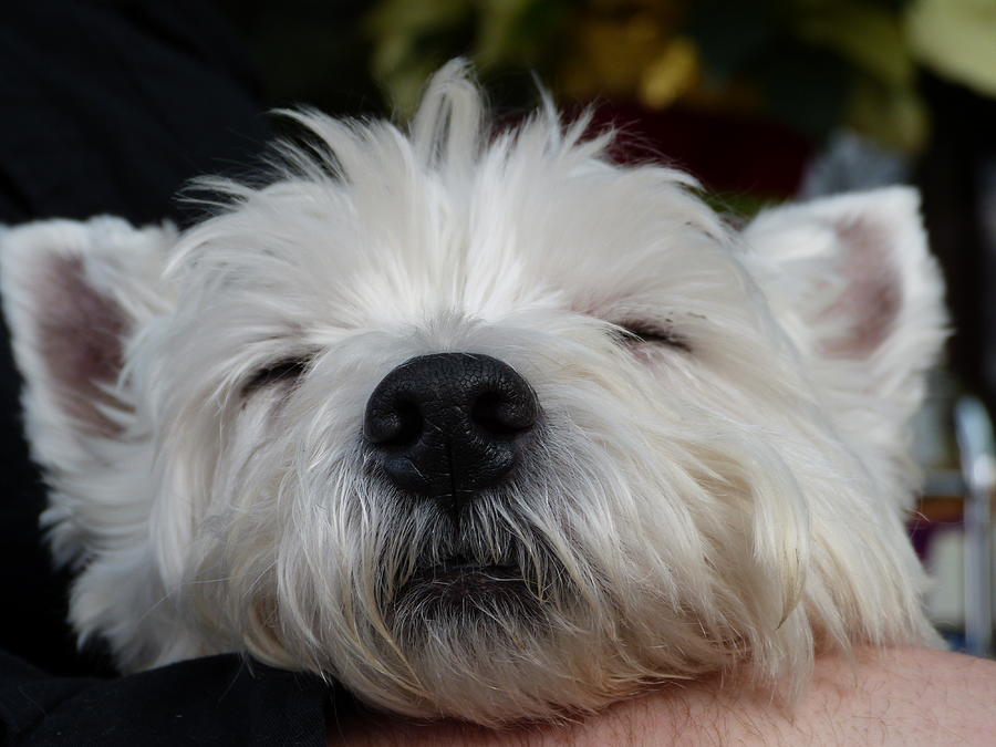 Tired Puppy Photograph by Geraldine Alexander