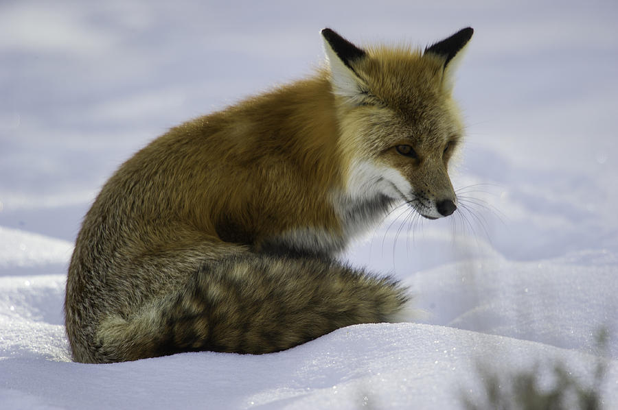 Tired Red Fox Photograph