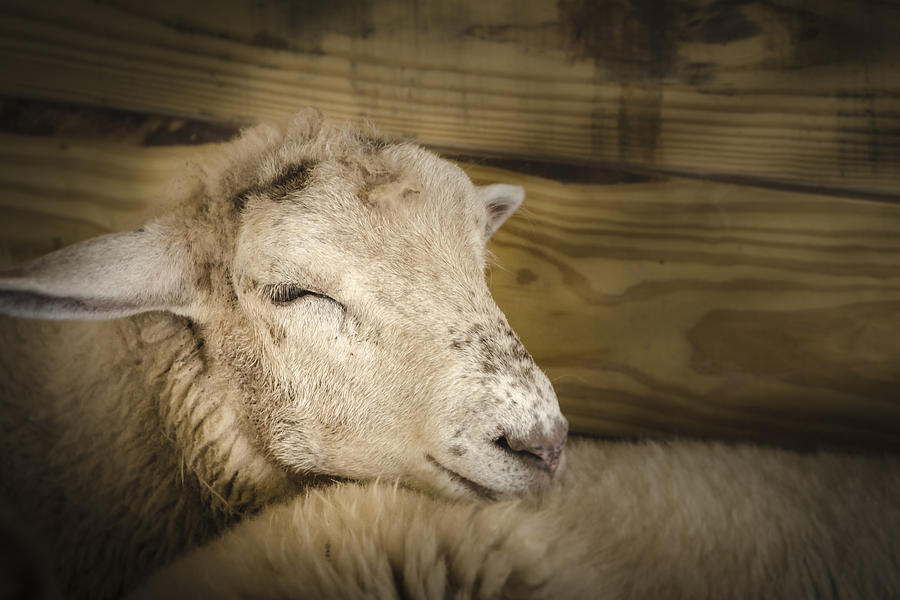 Tired Sheep Photograph by Bradley Clay