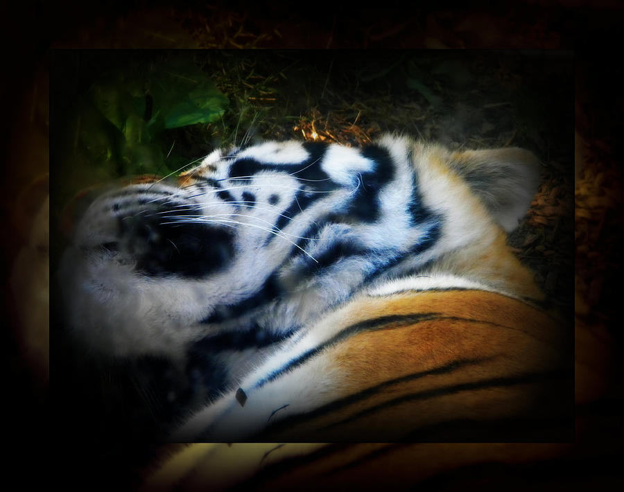 Nature Photograph - Tired Tiger by Amanda Eberly