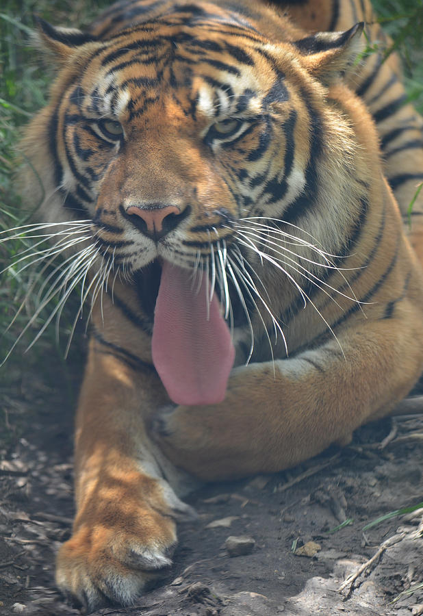 Tiger Photograph - Tired Tiger by Maggy Marsh